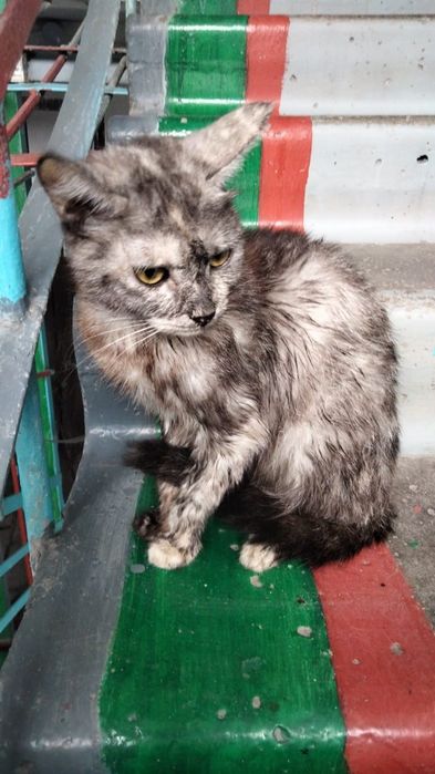 Кошке и трём котятам срочно нужен дом