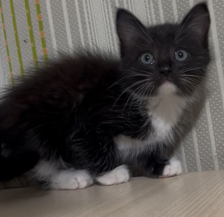 Девочка 2 месяца в любящие руки