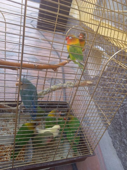 Продам  Попугаев  Молодые