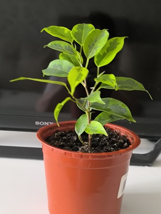 Фикус Бенджаминова