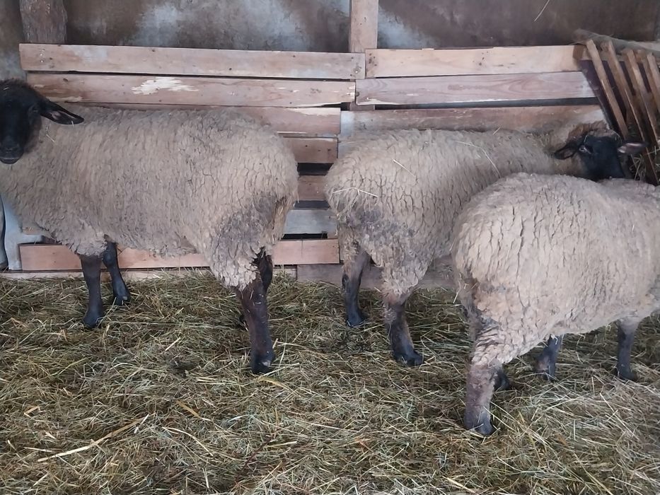 Vând oi  suffolk cu miei