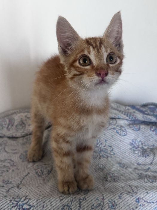 Пристраивается рыжий котенок