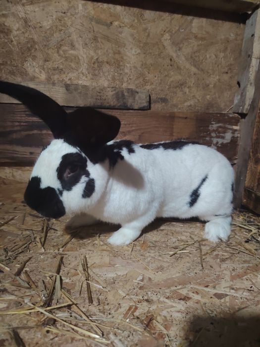 Vand pui de iepuri diferite rase sau masculi doar pentru Monte