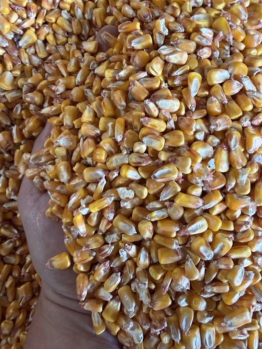 Porumb boabe recolta 2025