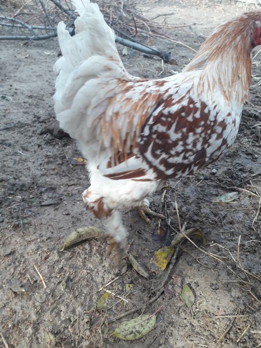 Продам куры домашние.