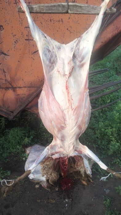 Продам мясо баранины
