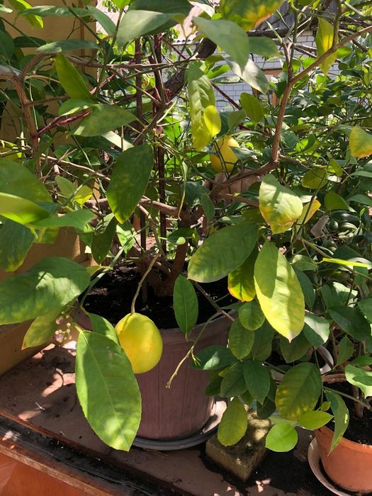 Продам лимон.с лимонами и с цветом.