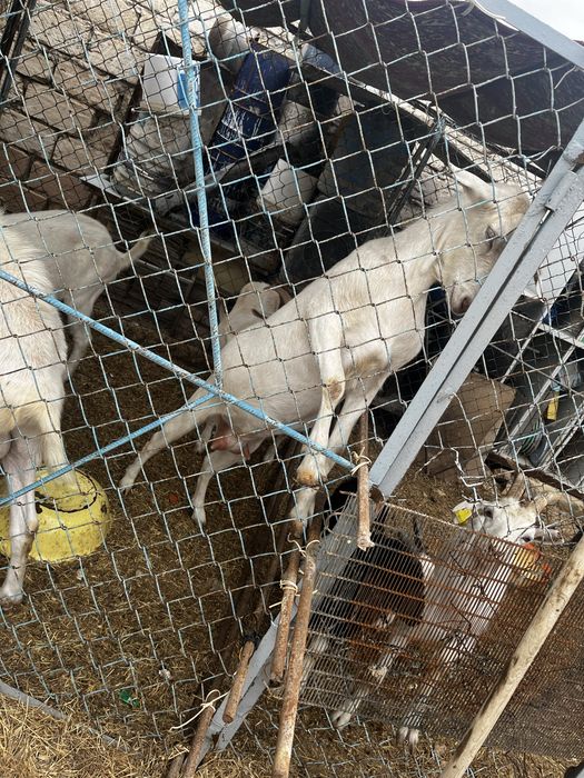 Решотка бар 20 шт ограждения