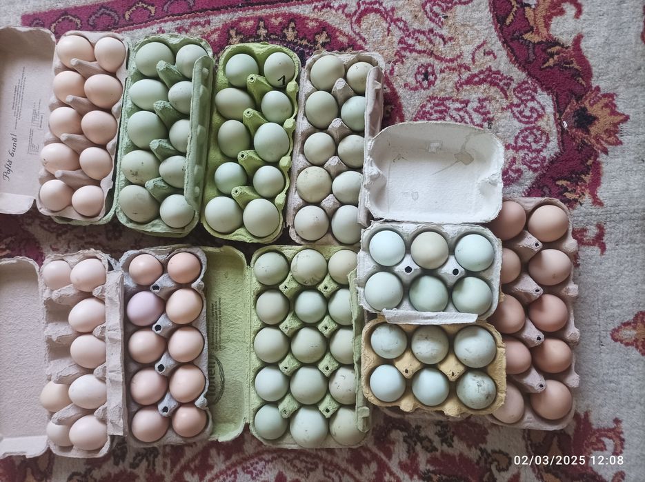 Ouă pentru incubat și consum