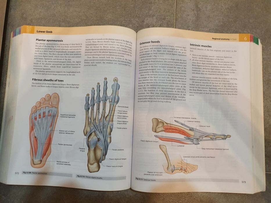 Gray's Anatomy for Students – Richard L. Drake | Ediție în limba engleză