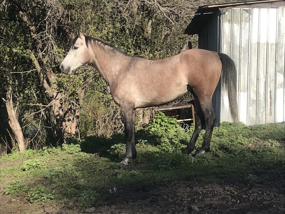 Продам Арабского жеребца потомка знаменитых жеребцов