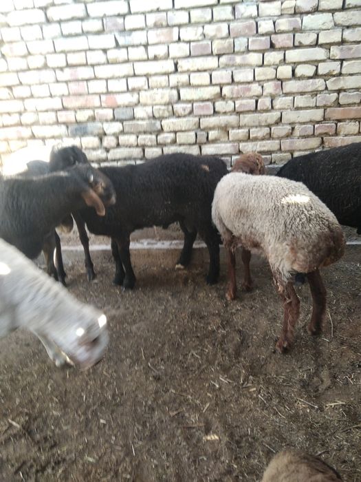 Кучкорлар сотилади