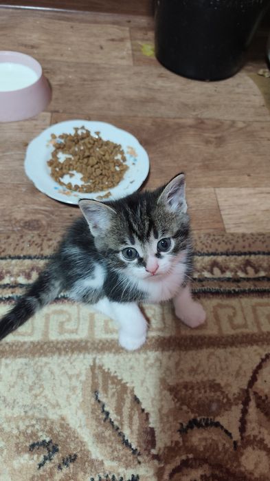 Отдам котят в хорошие руки