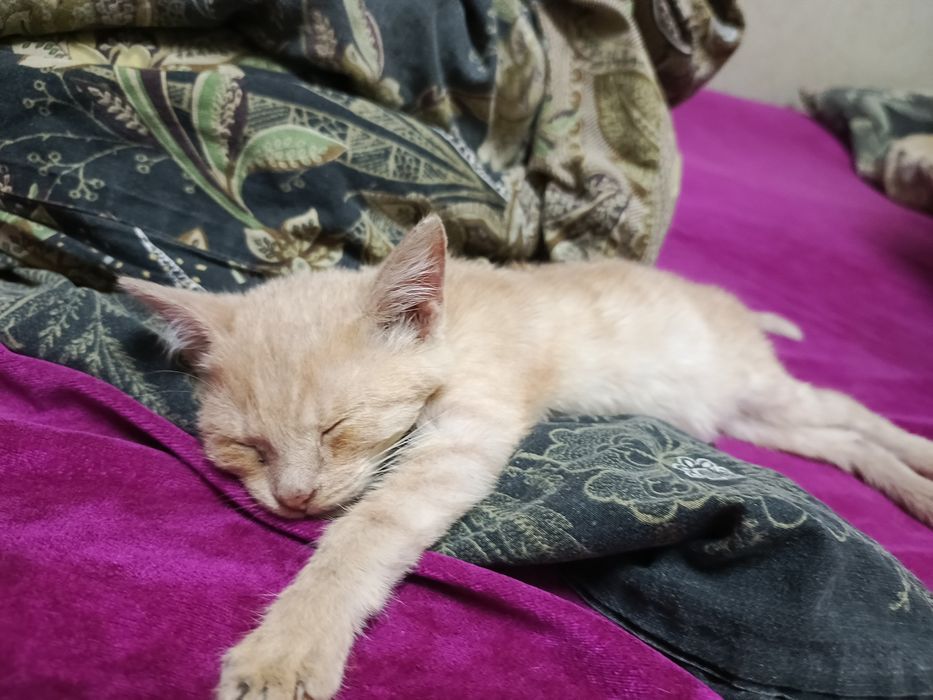 Котики в добрые руки