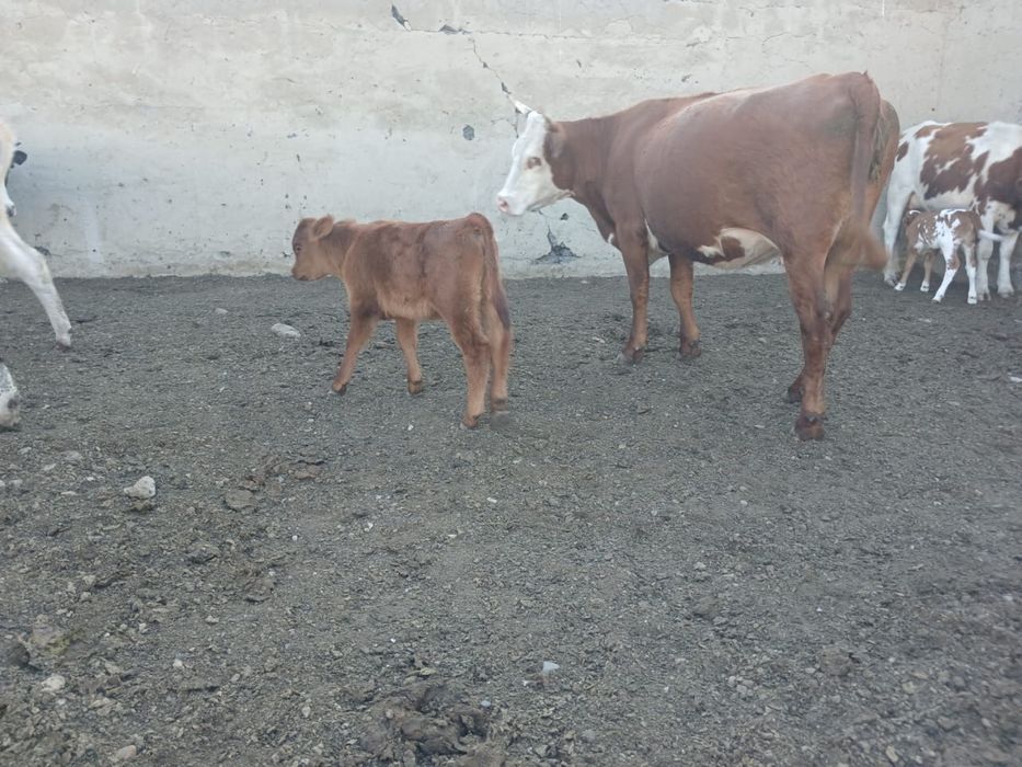 Продам скот с корвами