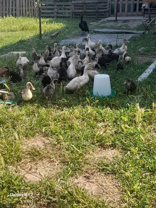 o‘rdekla srochna sotiladi 28ta 20 kunlik 43ta 50kunlik manzil Toshkent