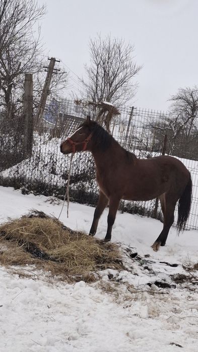 Vând mânza de 1 an și jumătate !!!