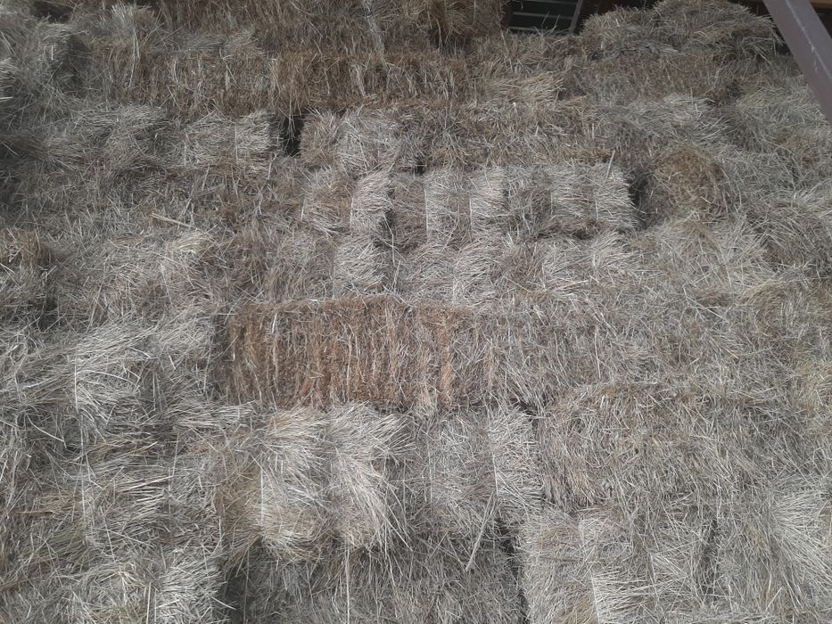 Сено, шоп тюковый