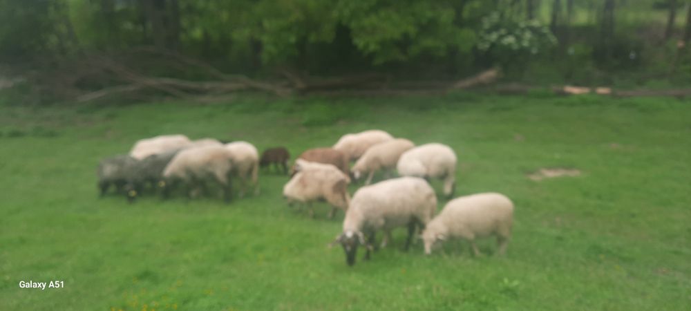 Berbecuți și oi cu mieluțe.