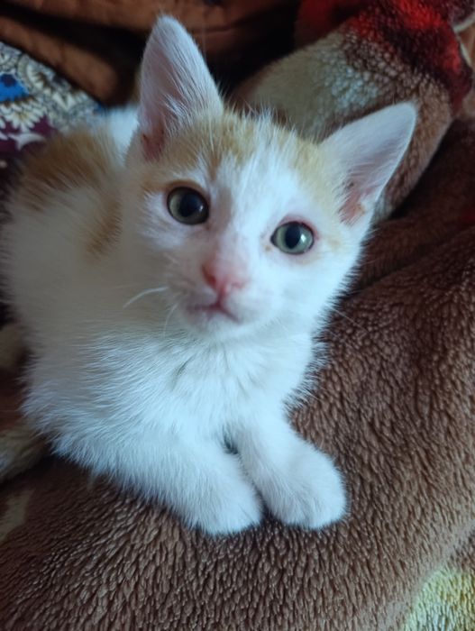 котенок (девочка) в добрые руки