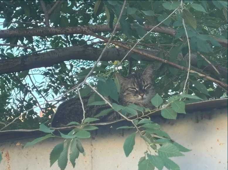 Нашли кошку хозяин отзовись