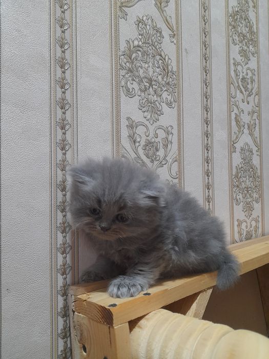 Скоттиш Страйт 1.5 месяцев