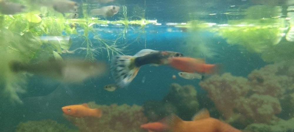 Аквариум продам с рыбки гуппи