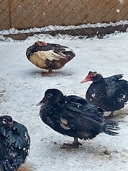 Гуси  индоутки жирные