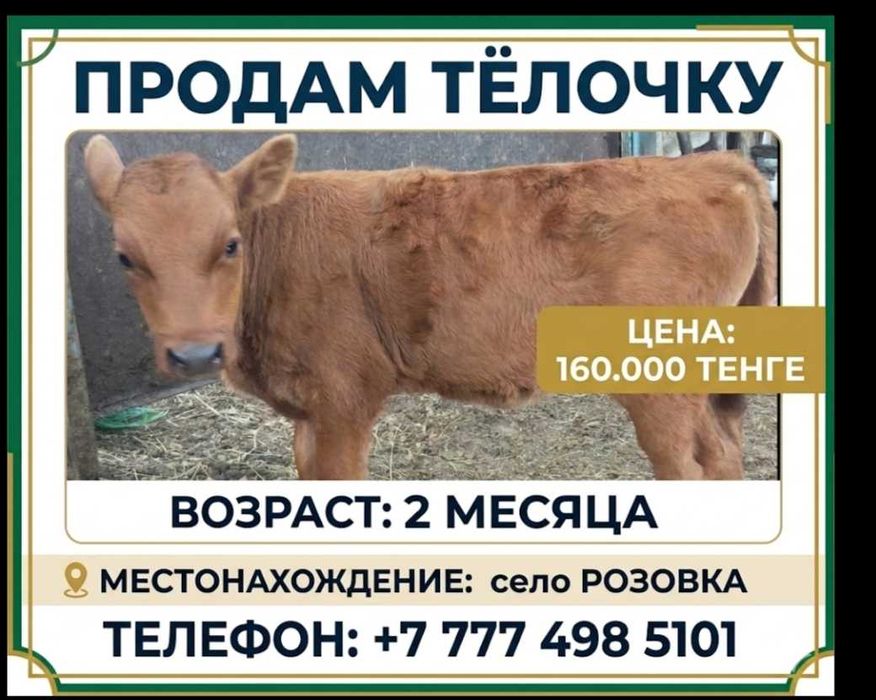 Продам  телочку.