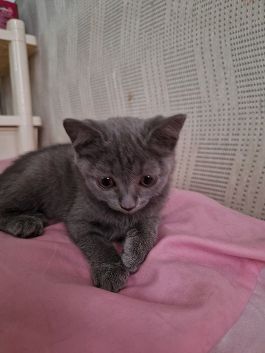 Отдам даром срочно