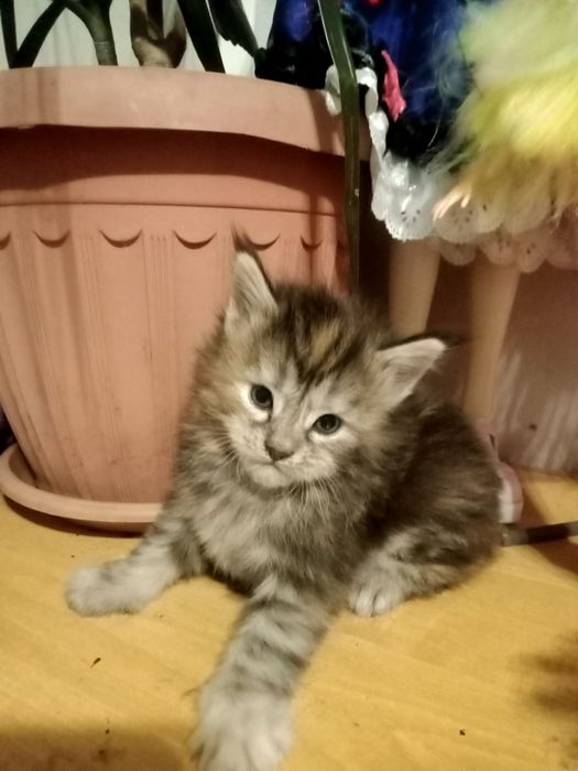 Кошечка Мейн Кун