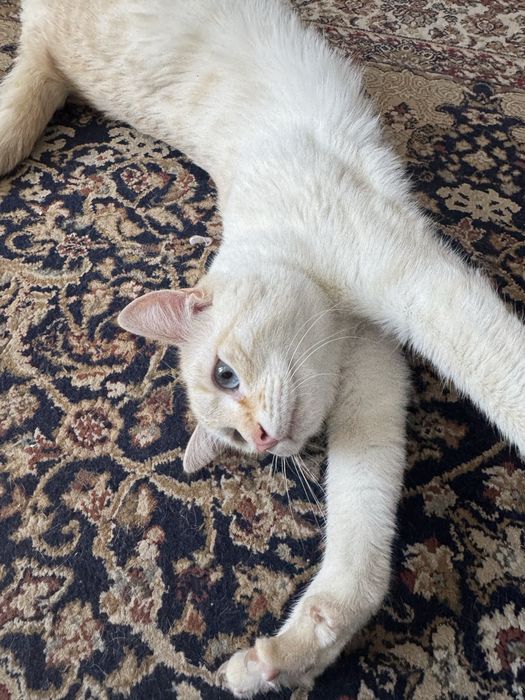 Отдам кота в хорошие руки
