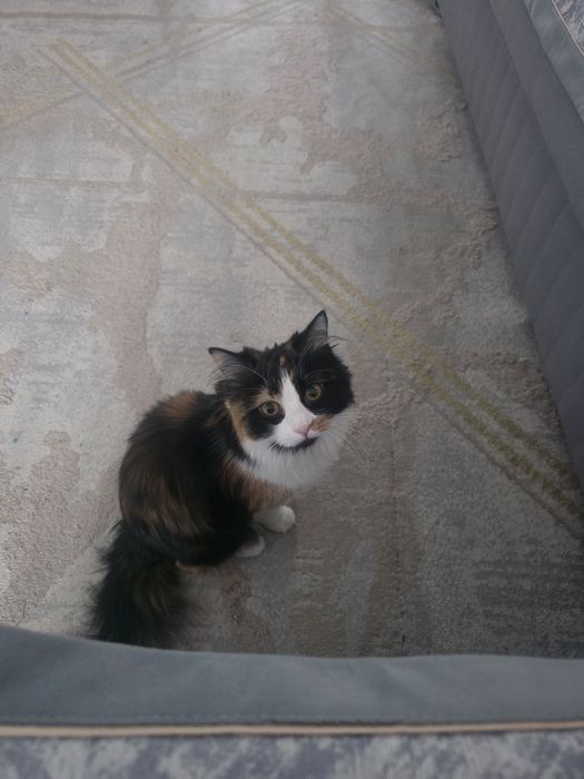 Отдам кошечку в добрые руки