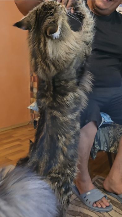 Мейн куун котенца дългокосмести