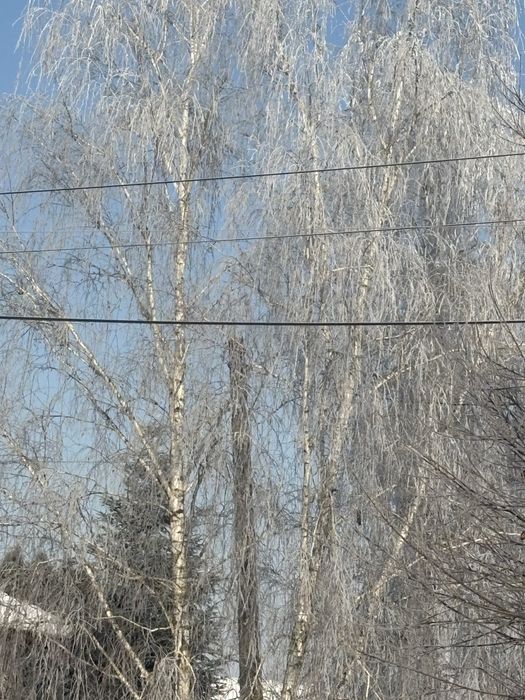 Vând iepuroaică cu puii săi