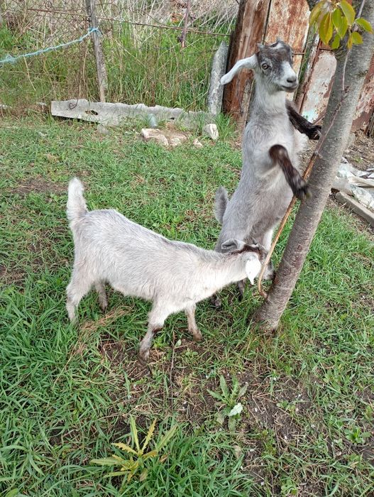 Capre de vânzare tinere cu iezi și țap matur de 1 an