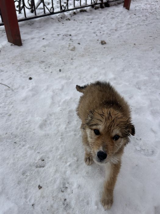 Щенки в хорошие руки