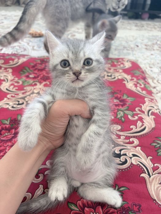 Британские котята