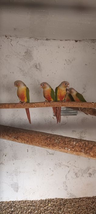 Двойки Папагали пирури.