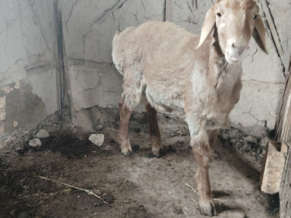 Qo'zi qo'chqor sotiladi Towkent shahrida