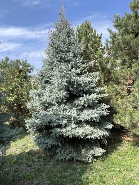 Голубая Ель