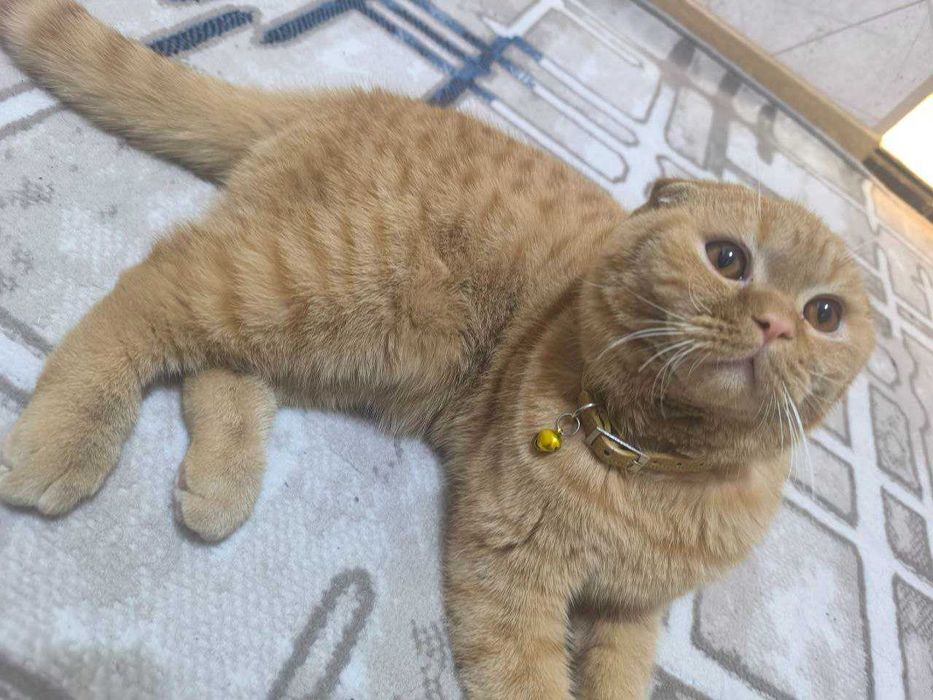 Продаётся Кошка мужик