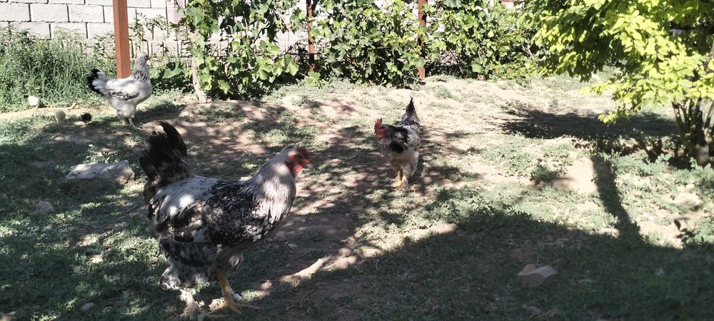 Сату қораз қолдың