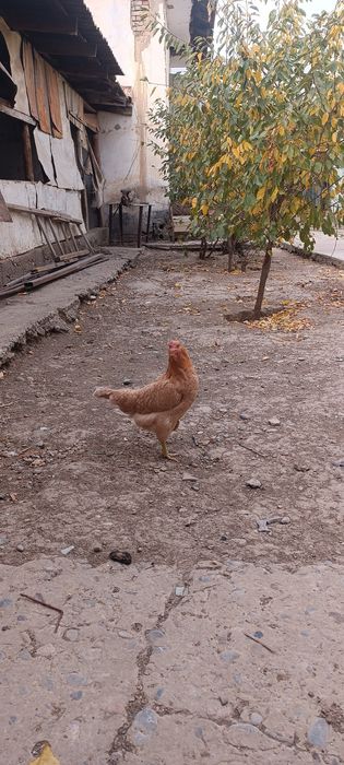 Курица с цеплонак