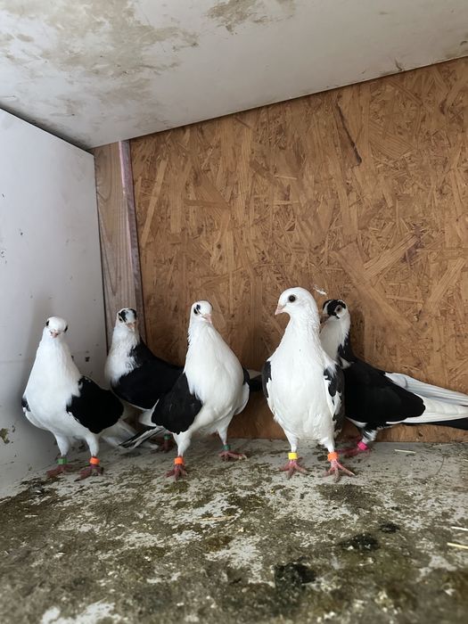 Porumbei jucatori de galati .