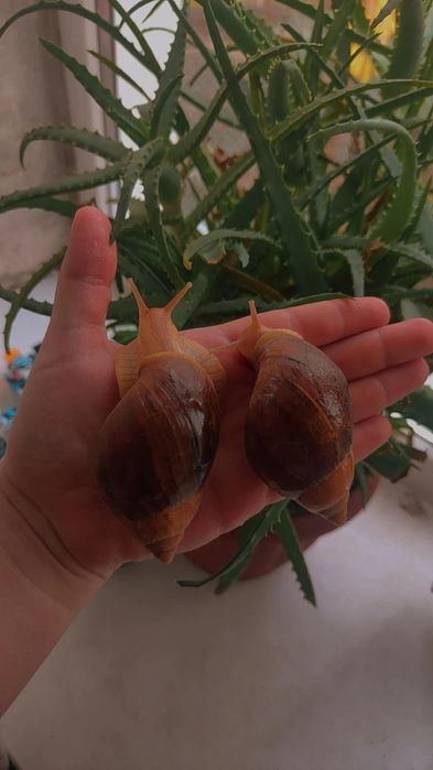 Ахатина иммакулята