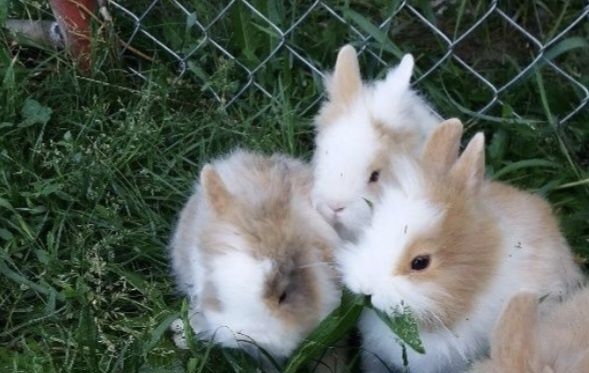 Vând iepuri cap de leu