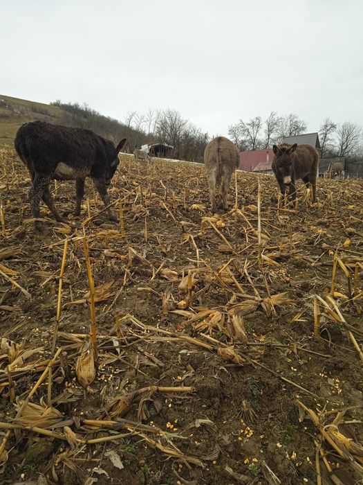 Vând sau schimb măgari cu alte animale