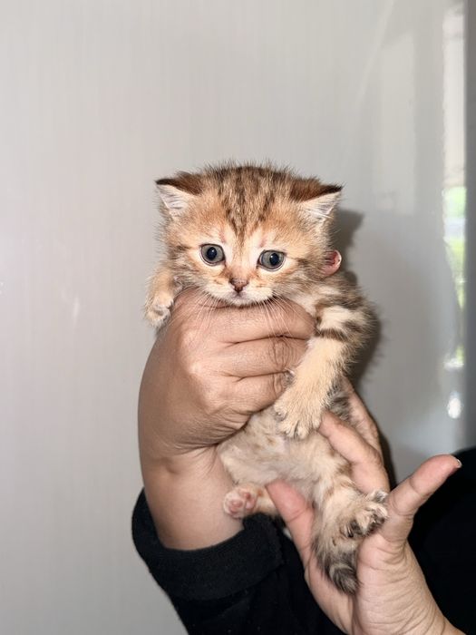 mushukchalar sotuvdaaa ulgurib qoling