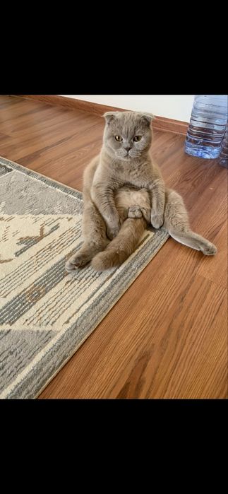 Кот шотландский вислоухий крассавец